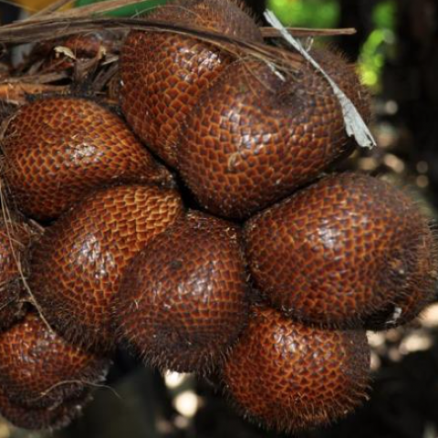 Salak Enrekang